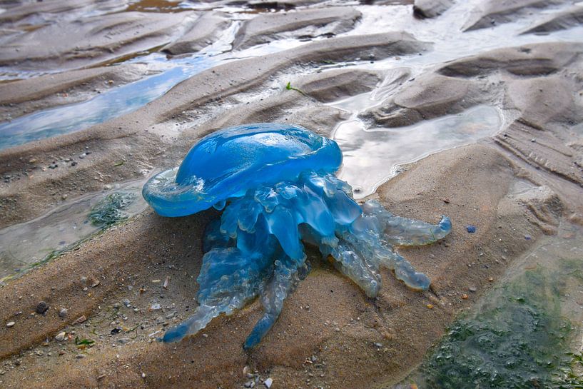 Bright blue jellyfish with tentacles on the beach by Studio LE-gals