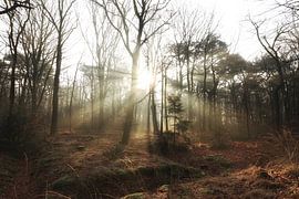 Rijsterbos Sunbeams, Rijs by Fotografie Sybrandy