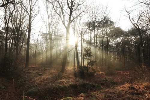Rijsterbos zonnestralen plaats Rijs