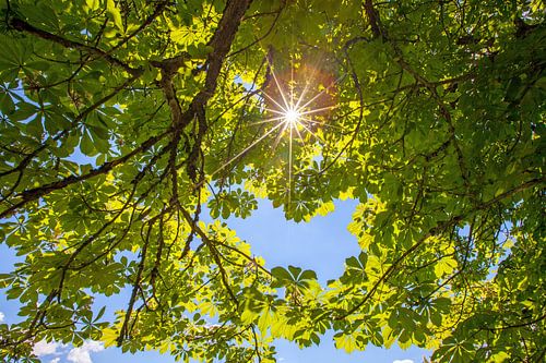 Un cœur et une étoile solaire