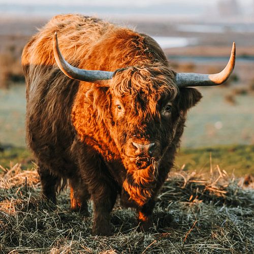 Majestueuze Schotse Hooglander in De Biesbosch