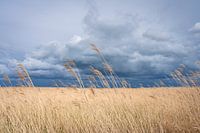 Dreigende wolkenlucht boven rietveld in de polder