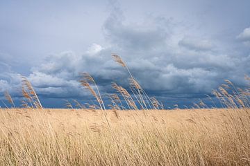 Dreigende wolkenlucht boven rietveld in de polder van Margreet Riedstra