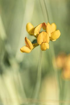 Fleur jaune dans l'herbe sur Dafne Vos
