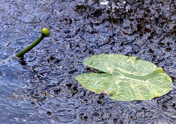 Seerose im Regen von Roswitha Lorz