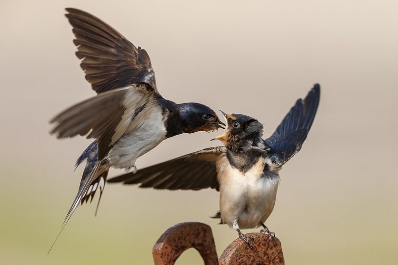 L'hirondelle rustique nourrit la jeune hirondelle par Menno Schaefer