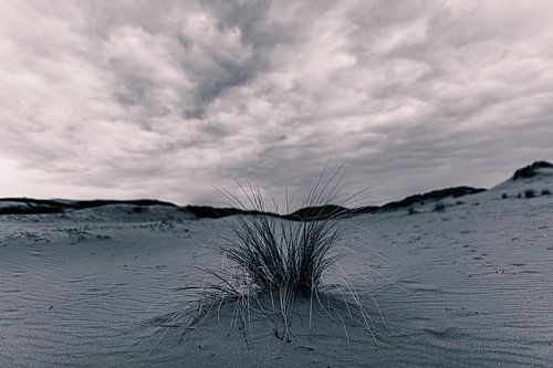 Lonely...