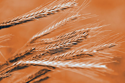 Vers geoogste gerst in een warme oranjebruine tint