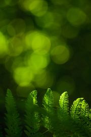 Naviguer au feu vert