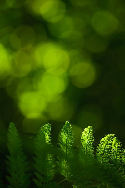 Sailing in the green light by Maneschijn FOTO
