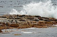 Felswand mit Robben am Kap der Guten Hoffnung in Südafrika