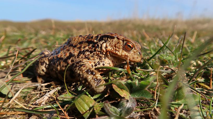 Common toad bufo bufo by Bo Valentino