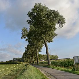 Bomen langsweg Aarle van H,M SOETENS
