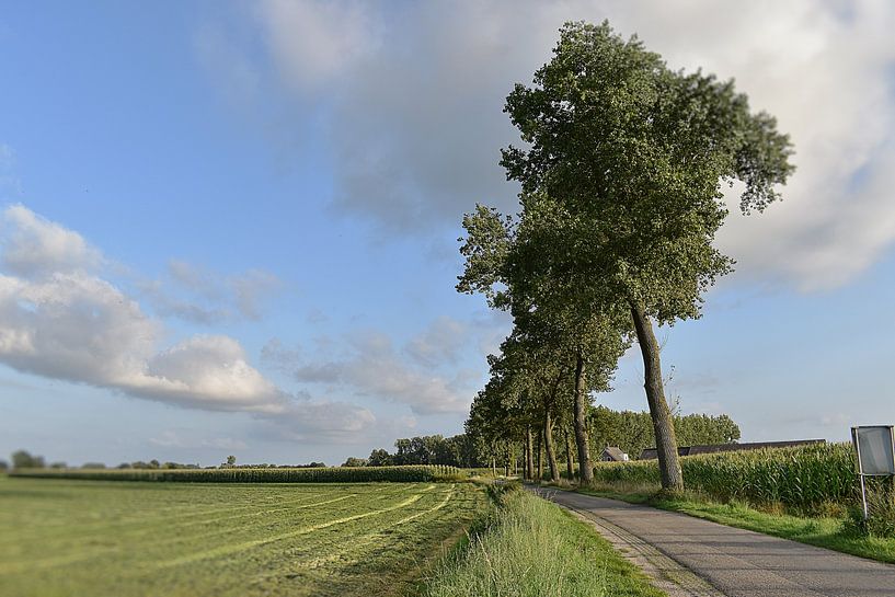 Bomen langsweg Aarle van H,M SOETENS