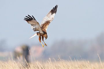 Bruine kiekendief van Pim Leijen