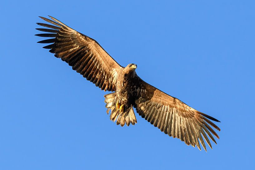 Seeadler fliegt am Himmel über dem Norden von Sjoerd van der Wal Fotografie
