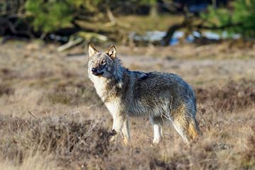 encounter with the wolf on the Hoge Veluwe by Gerard Hol