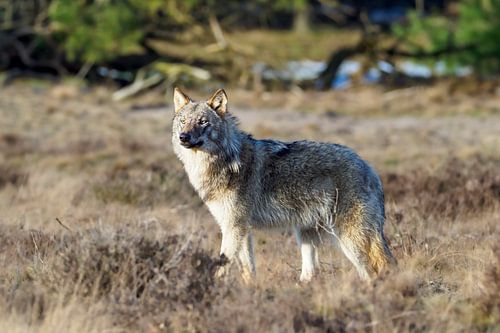 Begegnung mit dem Wolf auf der Hoge Veluwe