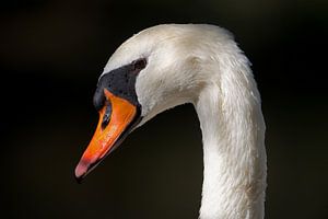 Höckerschwan Porträt