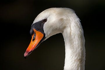 Mute Swan portrait by Kneeke .com