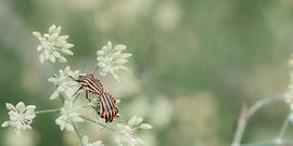 Pyjamaschildwants by Kim Meijer