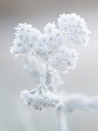 Flower with ripe by Maaike Munniksma