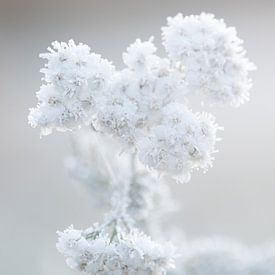 Blume mit Frost von Maaike Munniksma