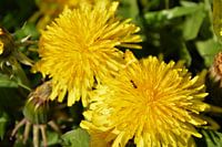 Little ant on a dandelion