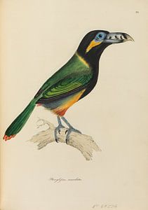 Illustrations d'ornithologie. William Jardine, 1826-35 sur Atelier Liesjes