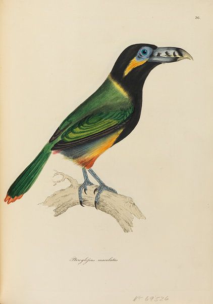 Illustrations of ornithology. William Jardine, 1826-35 by Atelier Liesjes