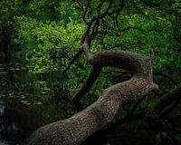 l'arbre