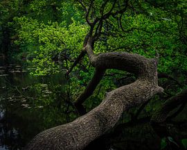 der Baum von iwan faber