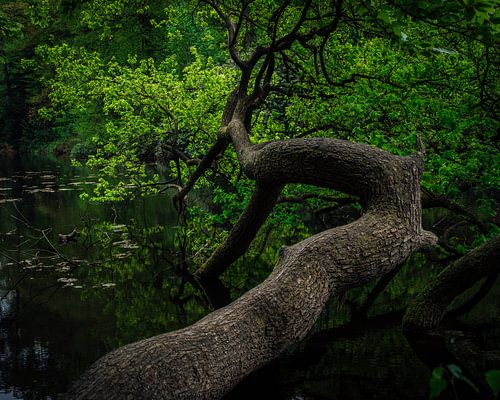 de boom