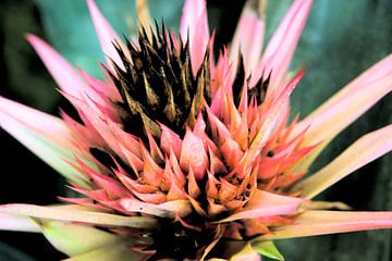 Bromeliaceae bloem 2