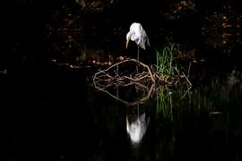 Ein Silberreiher betrachtet sein Spiegelbild von Christian Peters