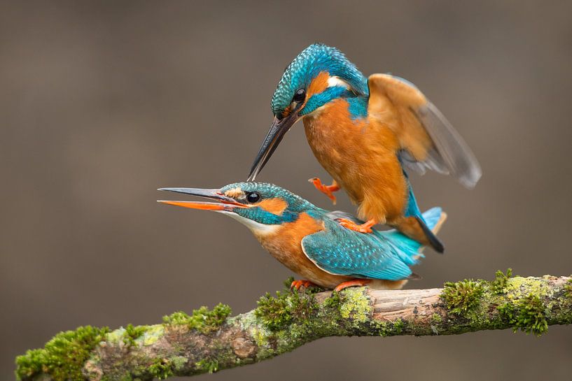 Kingfishers mating by Jeroen Stel
