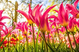 Turkse tulpen by Stedom Fotografie