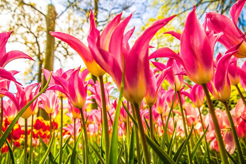 Turkse tulpen par Stedom Fotografie