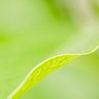 Macro