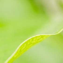 Macro by Steven Hendrix