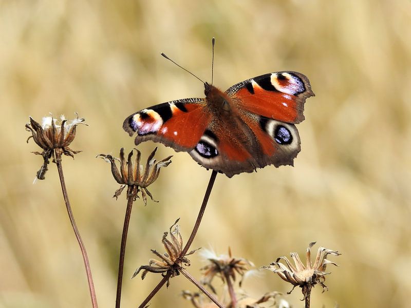 Tagpfauenauge Schmetterling von Ioana Hraball
