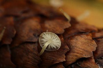 Doorzichtige paddenstoel van Pim van der Horst
