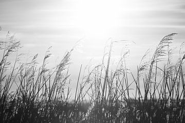 Riet pluimen tijdens zonsondergang | zwart-wit fotografie van Laura Dijkslag