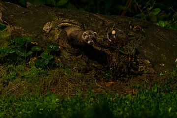 Putois dans la forêt sur Merijn Loch