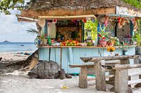 Eenzame gast bij de strandbar