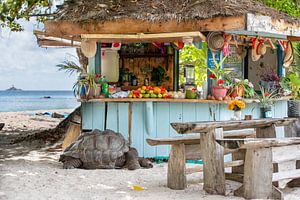 Einsamer Gast an der Strandbar