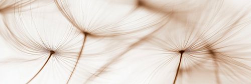 Dandelion details
