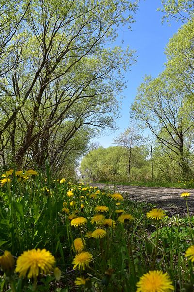 A country road in spring by Claude Laprise