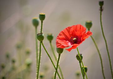 Poppies