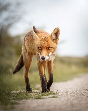 Der Fuchs auf der Straße! von Tom Zwerver